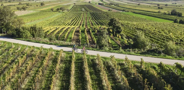 Cyclists riding on path through green vineyards under clear blue sky