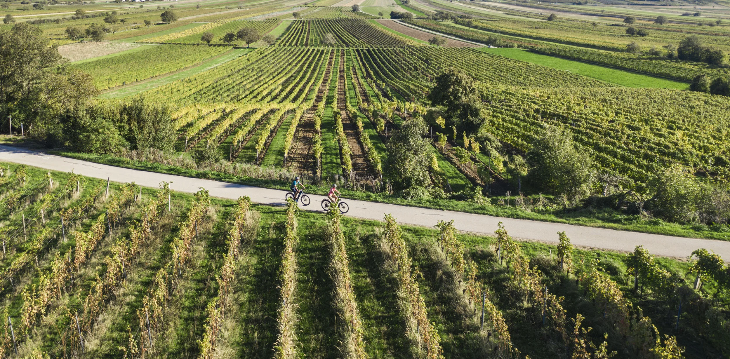Cyclists riding on path through green vineyards under clear blue sky